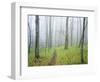 Oak Forest in Fog-James Randklev-Framed Photographic Print