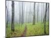 Oak Forest in Fog-James Randklev-Mounted Photographic Print