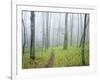 Oak Forest in Fog-James Randklev-Framed Photographic Print