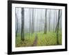 Oak Forest in Fog-James Randklev-Framed Photographic Print