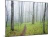 Oak Forest in Fog-James Randklev-Mounted Photographic Print