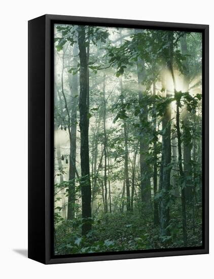 Oak Forest in morning fog, Mark Twain National Forest, Missouri, USA-Charles Gurche-Framed Stretched Canvas