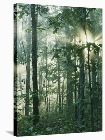 Oak Forest in morning fog, Mark Twain National Forest, Missouri, USA-Charles Gurche-Stretched Canvas