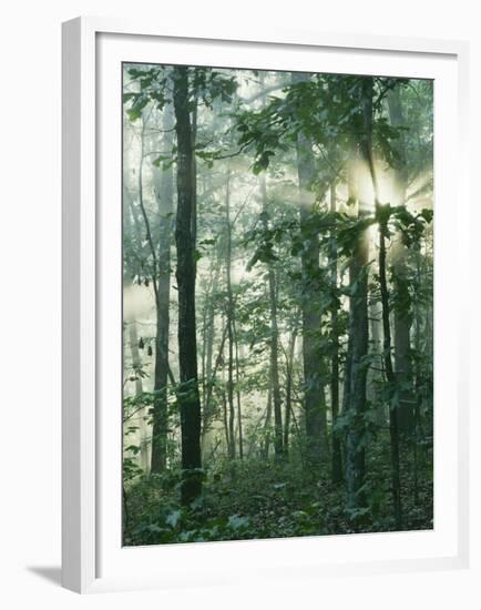 Oak Forest in morning fog, Mark Twain National Forest, Missouri, USA-Charles Gurche-Framed Premium Photographic Print