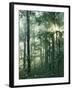 Oak Forest in morning fog, Mark Twain National Forest, Missouri, USA-Charles Gurche-Framed Premium Photographic Print