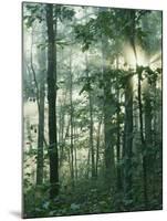 Oak Forest in morning fog, Mark Twain National Forest, Missouri, USA-Charles Gurche-Mounted Premium Photographic Print