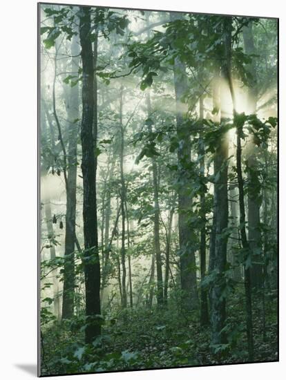 Oak Forest in morning fog, Mark Twain National Forest, Missouri, USA-Charles Gurche-Mounted Premium Photographic Print