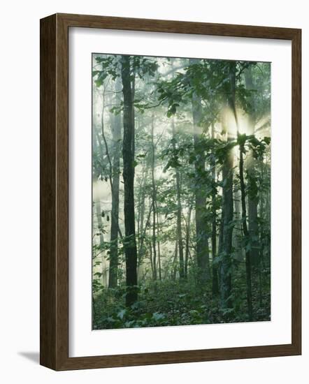 Oak Forest in morning fog, Mark Twain National Forest, Missouri, USA-Charles Gurche-Framed Photographic Print