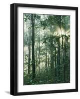 Oak Forest in morning fog, Mark Twain National Forest, Missouri, USA-Charles Gurche-Framed Photographic Print