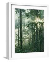 Oak Forest in morning fog, Mark Twain National Forest, Missouri, USA-Charles Gurche-Framed Photographic Print