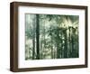 Oak Forest in morning fog, Mark Twain National Forest, Missouri, USA-Charles Gurche-Framed Photographic Print