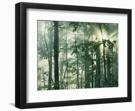 Oak Forest in morning fog, Mark Twain National Forest, Missouri, USA-Charles Gurche-Framed Photographic Print