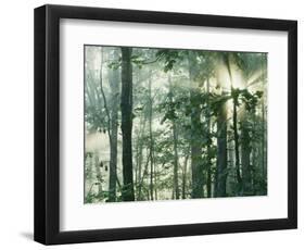 Oak Forest in morning fog, Mark Twain National Forest, Missouri, USA-Charles Gurche-Framed Photographic Print