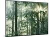 Oak Forest in morning fog, Mark Twain National Forest, Missouri, USA-Charles Gurche-Mounted Photographic Print