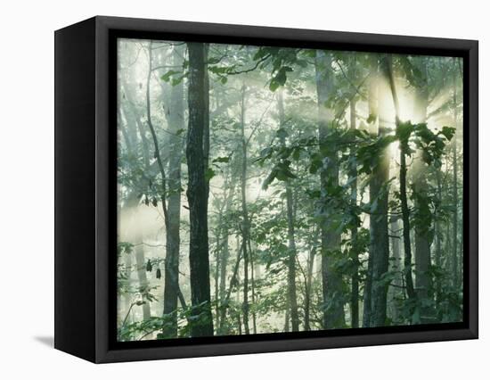 Oak Forest in morning fog, Mark Twain National Forest, Missouri, USA-Charles Gurche-Framed Stretched Canvas