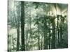 Oak Forest in morning fog, Mark Twain National Forest, Missouri, USA-Charles Gurche-Stretched Canvas