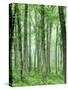 Oak Forest, Mark Twain National Forest, Missouri, USA-Charles Gurche-Stretched Canvas