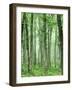 Oak Forest, Mark Twain National Forest, Missouri, USA-Charles Gurche-Framed Photographic Print