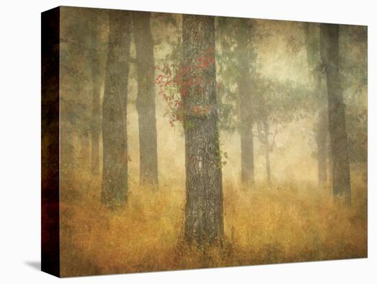 Oak Grove in Fog, Study 26-William Guion-Stretched Canvas