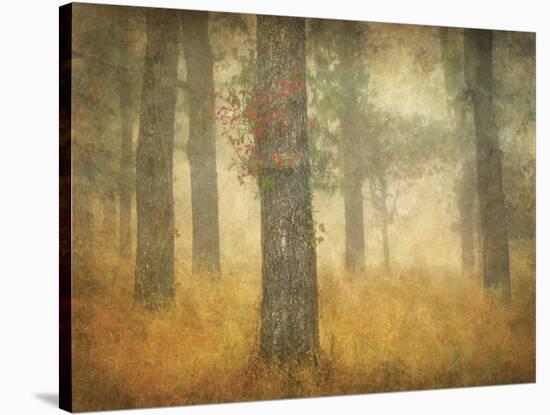 Oak Grove in Fog, Study 26-William Guion-Stretched Canvas