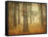 Oak Grove in Fog-William Guion-Framed Stretched Canvas