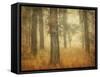 Oak Grove in Fog-William Guion-Framed Stretched Canvas