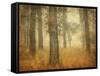 Oak Grove in Fog-William Guion-Framed Stretched Canvas