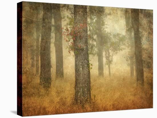 Oak Grove in Fog-William Guion-Stretched Canvas