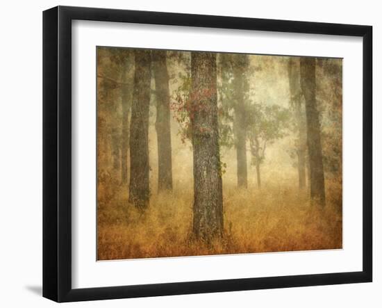 Oak Grove in Fog-William Guion-Framed Photographic Print