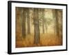 Oak Grove in Fog-William Guion-Framed Photographic Print