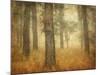 Oak Grove in Fog-William Guion-Mounted Photographic Print