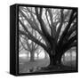 Oak Grove, Winter-William Guion-Framed Stretched Canvas