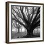 Oak Grove, Winter-William Guion-Framed Art Print