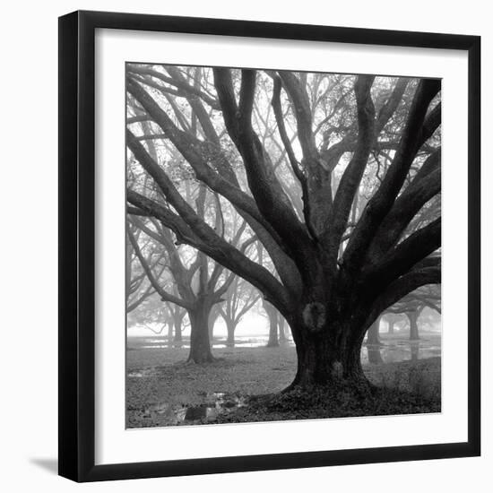 Oak Grove, Winter-William Guion-Framed Art Print