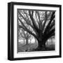 Oak Grove, Winter-William Guion-Framed Art Print