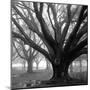 Oak Grove, Winter-William Guion-Mounted Art Print