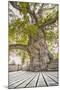 Oak Guillotin-Viviane Fedieu Daniel-Mounted Premium Photographic Print