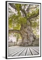 Oak Guillotin-Viviane Fedieu Daniel-Framed Premium Photographic Print