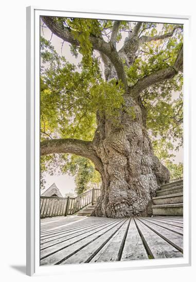 Oak Guillotin-Viviane Fedieu Daniel-Framed Premium Photographic Print