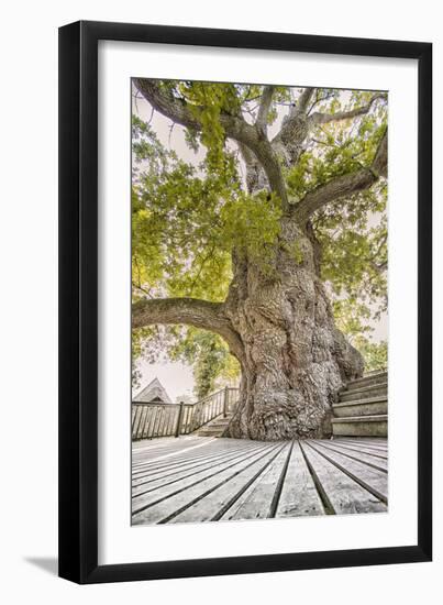 Oak Guillotin-Viviane Fedieu Daniel-Framed Photographic Print