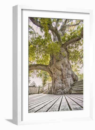 Oak Guillotin-Viviane Fedieu Daniel-Framed Photographic Print