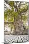 Oak Guillotin-Viviane Fedieu Daniel-Mounted Photographic Print