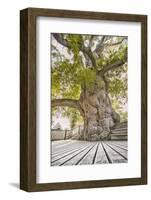 Oak Guillotin-Viviane Fedieu Daniel-Framed Photographic Print