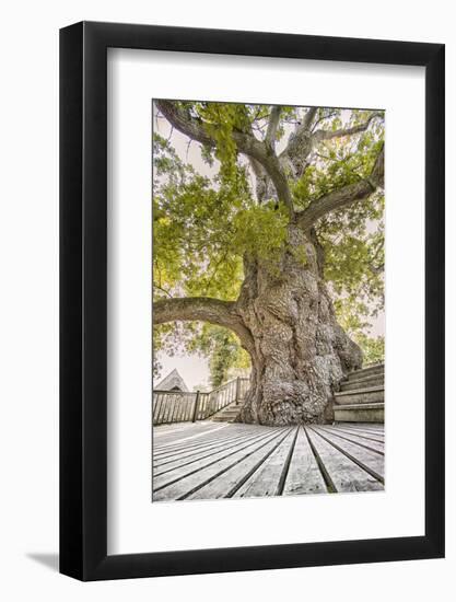 Oak Guillotin-Viviane Fedieu Daniel-Framed Photographic Print