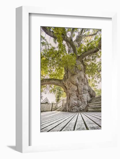 Oak Guillotin-Viviane Fedieu Daniel-Framed Photographic Print