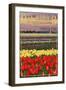 Oak Harbor, Washington - Tulip Fields-Lantern Press-Framed Art Print