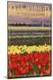 Oak Harbor, Washington - Tulip Fields-Lantern Press-Mounted Art Print