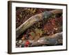 Oak-Hickory Forest in Litchfield Hills, Kent, Connecticut, USA-Jerry & Marcy Monkman-Framed Photographic Print