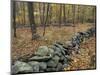 Oak-Hickory Forest in Litchfield Hills, Kent, Connecticut, USA-Jerry & Marcy Monkman-Mounted Photographic Print