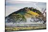 Oak Hills and Mist, Petaluma Backroads, Sonoma County-Vincent James-Stretched Canvas